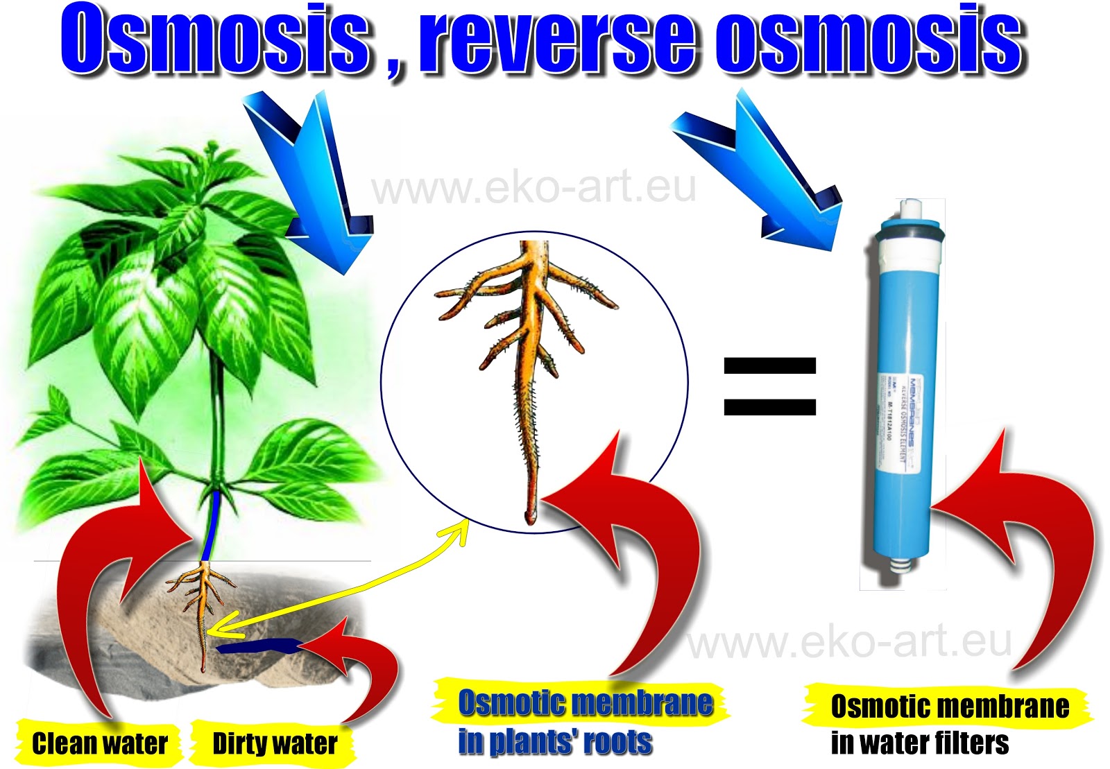 processes of osmosis processes of osmosis