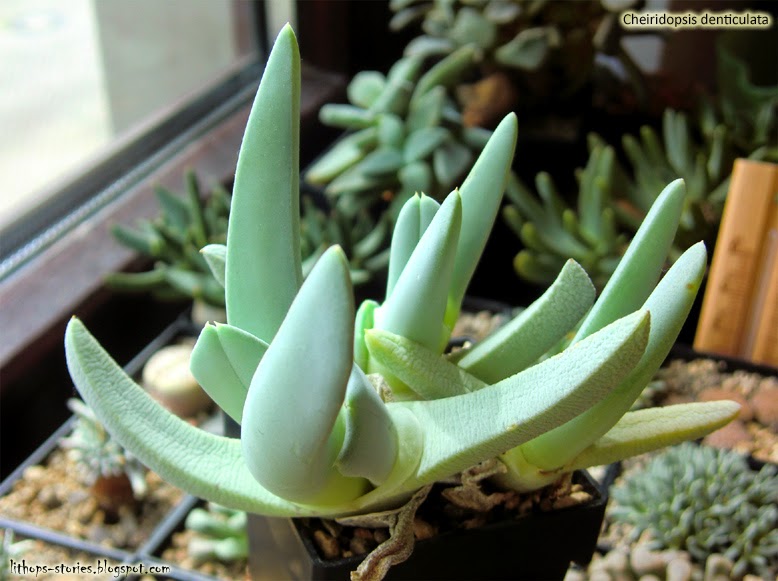 Cheiridopsis+denticulata+(syn.+candidissima)_005.jpg