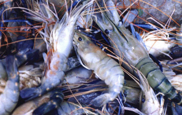 Alamku Borneo Indah: Udang Sungai Desa Bukit Segaloh