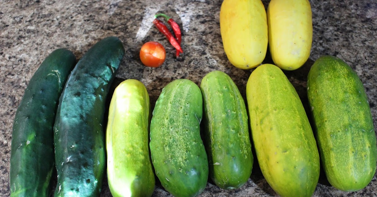 Millennial Homestead Too Many Cucumbers in the Garden Refrigerator