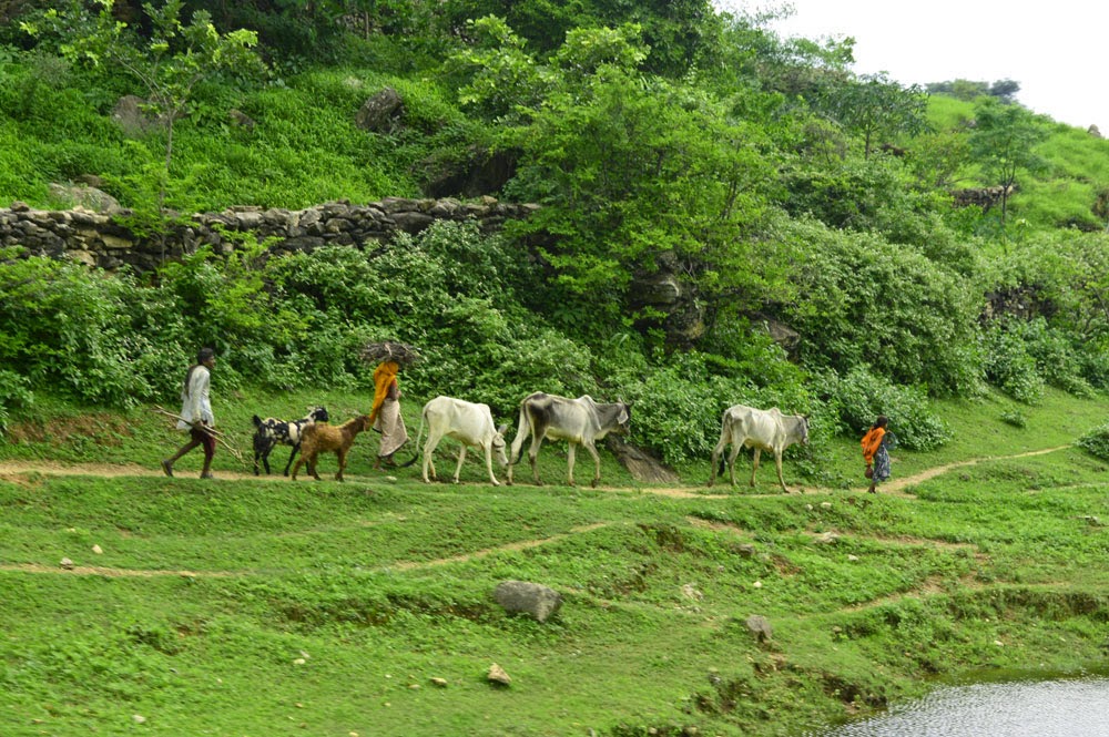 Aravalli Hills forest udaipur villager . poor farmers Indian aravalli hills viallager