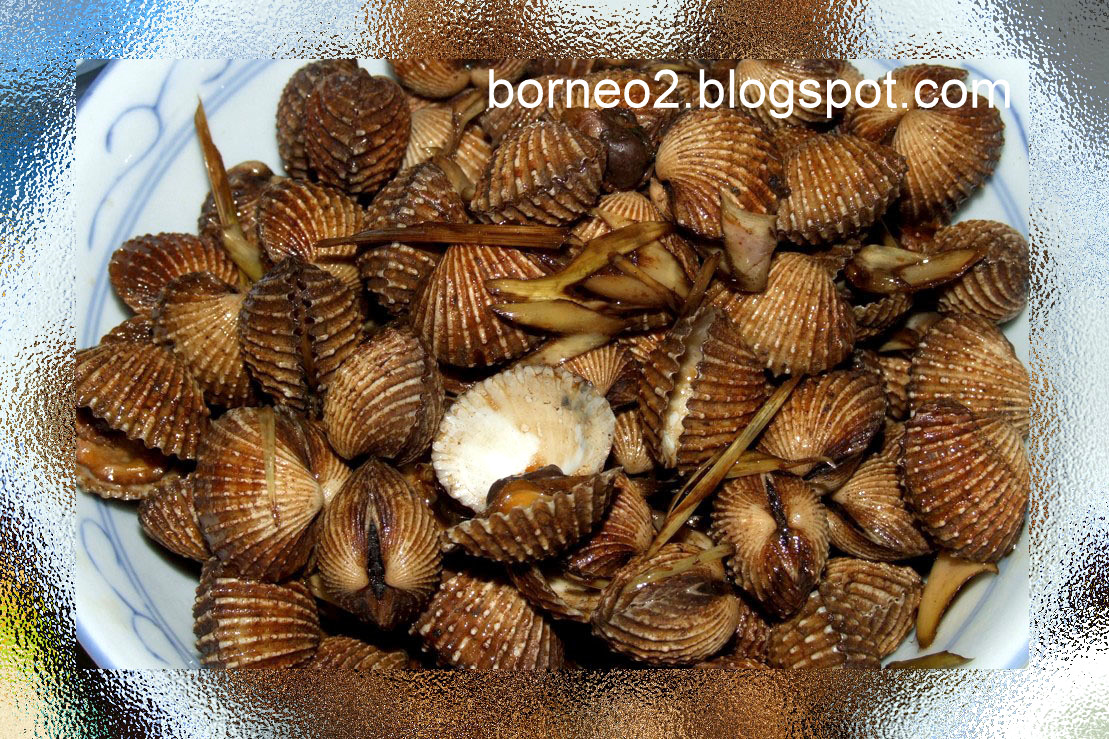 Clam Ark Clam (Marine Bivalve Molluscs)