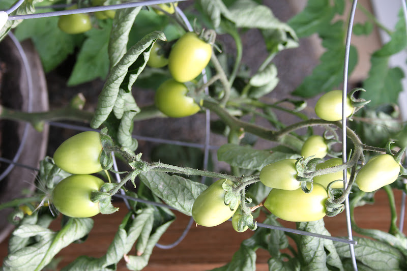 Tasty Travels... food talks, I listen Late July Garden Tour Tomatoes