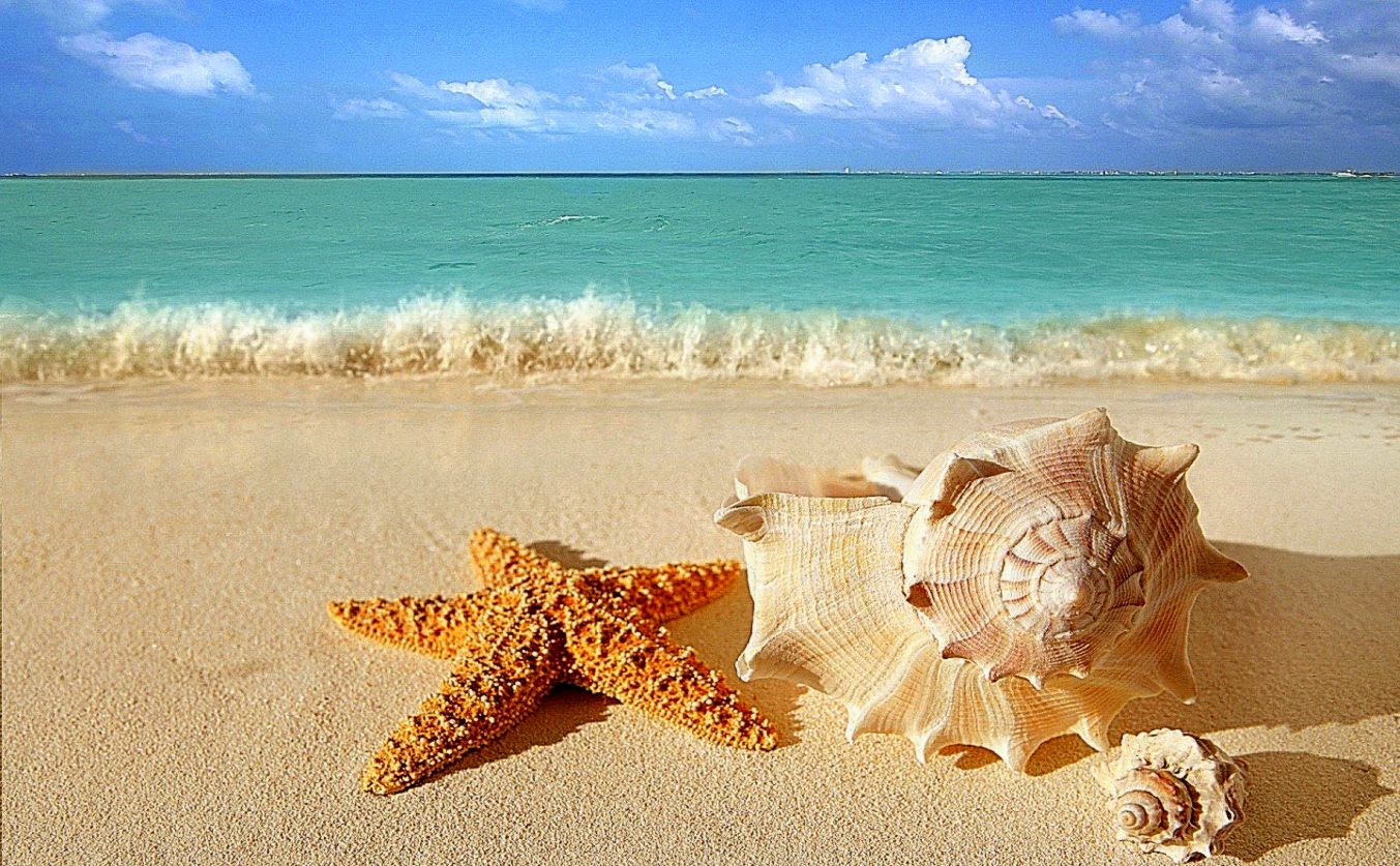 Estrella De Mar En La Playa | Best HD Wallpapers