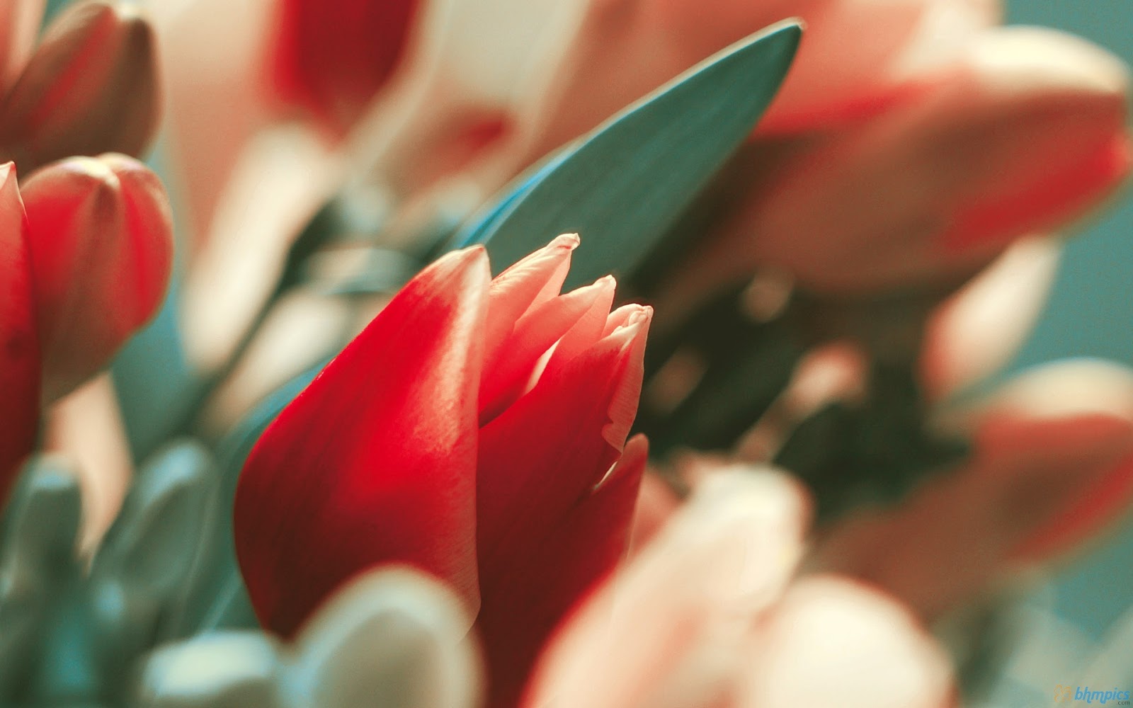 http://1.bp.blogspot.com/-gN_9iKY_sgo/UHr3VCMEImI/AAAAAAAAGPI/k8QITB-y0vI/s1600/exotic_tulip_flowers-1920x1200.jpg