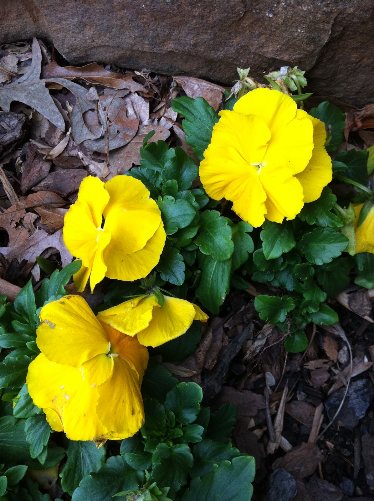 Crabapple LandscapExperts Violas vs Pansies What’s the best for the property you manage?