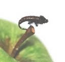 Larva Tricoptero