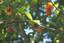 Flora Bacia Taquari-Antas - Fonte: Aepan-ONG