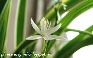 Caring the Spider Plant