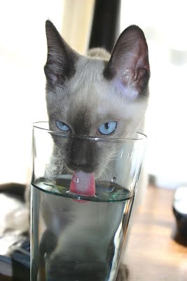 15 cats drinking from water glasses, funny cats, cat pictures, cute cat pictures