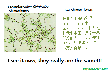 A comparison of Corynebacterium diphtheriae and real Chinese letters