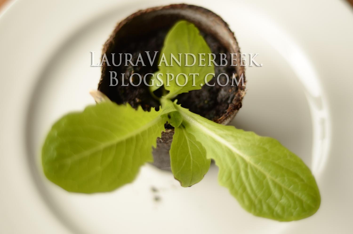 Laura Vanderbeek: Learn about Romaine and Summertime lettuce from