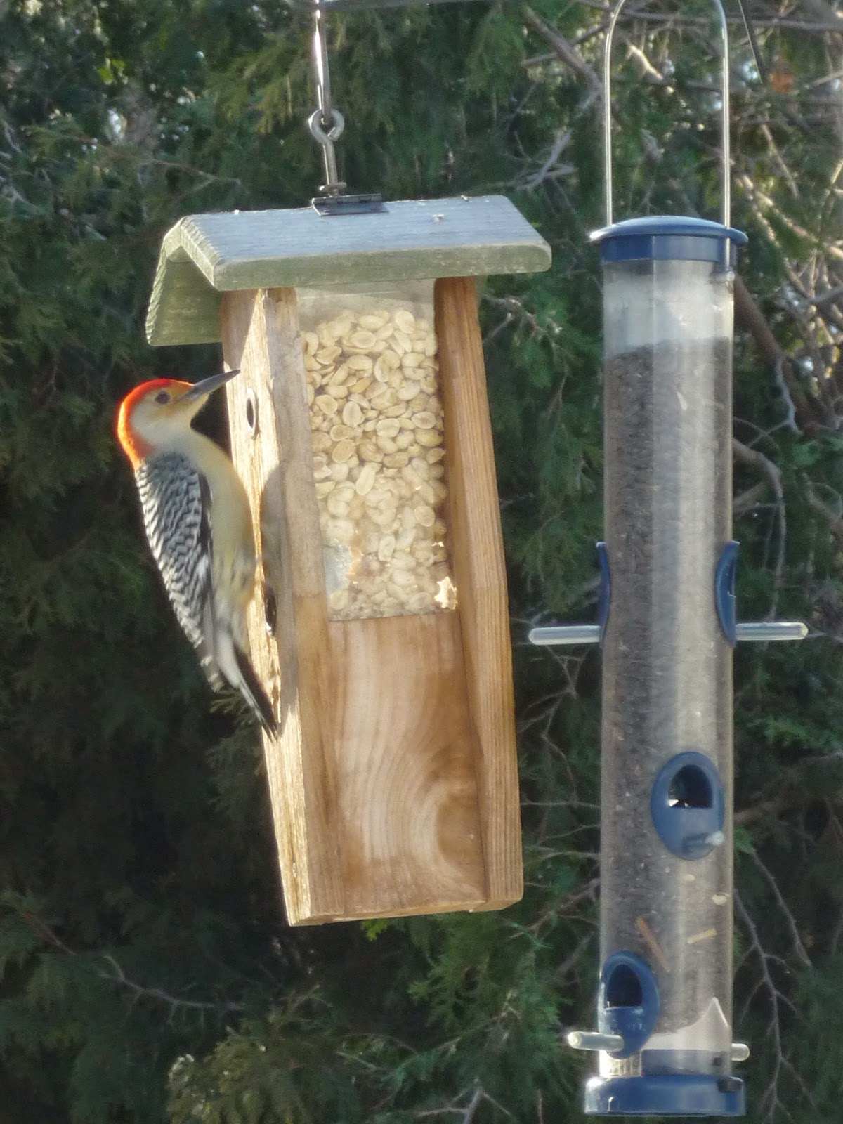 South Burlington birds Birds at peanut feederphotos South