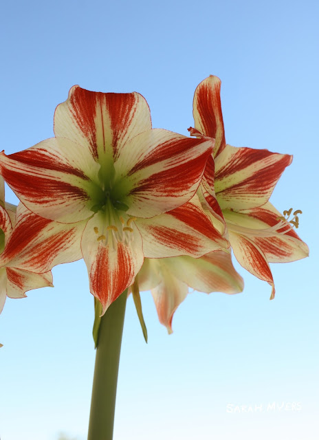Amaryllis, Red and White, Photograph by Sarah Myers amaryllis, flower, nature, photography, photograph, sarah, myers, red, white, bloom, blue, plants, bulbs, flowers