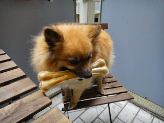 Pomeranian big dog toy