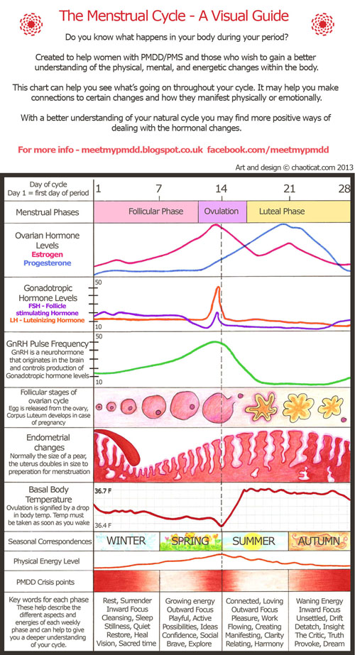 Ovulation Cycle Chart