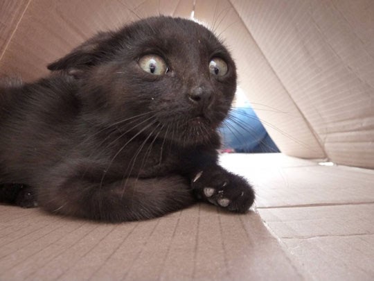 Funny+Dead+Black+Cat.jpg