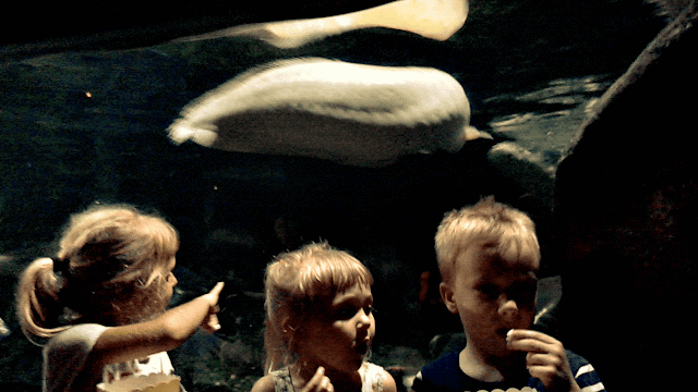 Oceanarium w Bangkoku