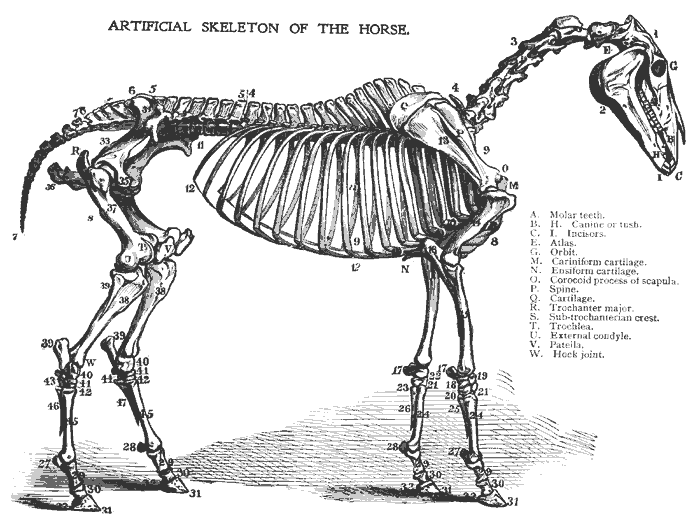 A Museum A Week: Wagner Free Institute of Science zebra body parts diagram 