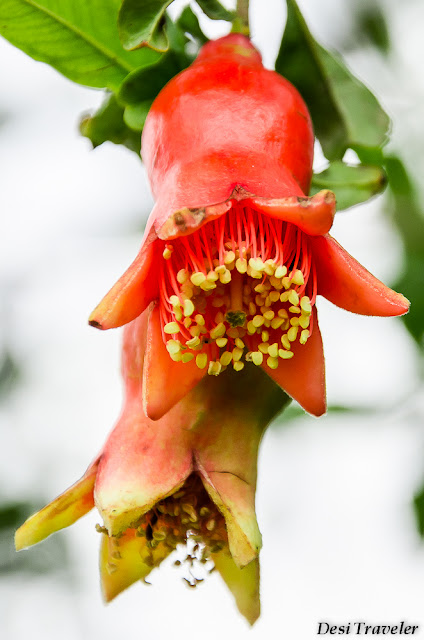 Pomegranate Flowers orange flowers of Pomegranate