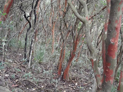 Trees that shed their bark.