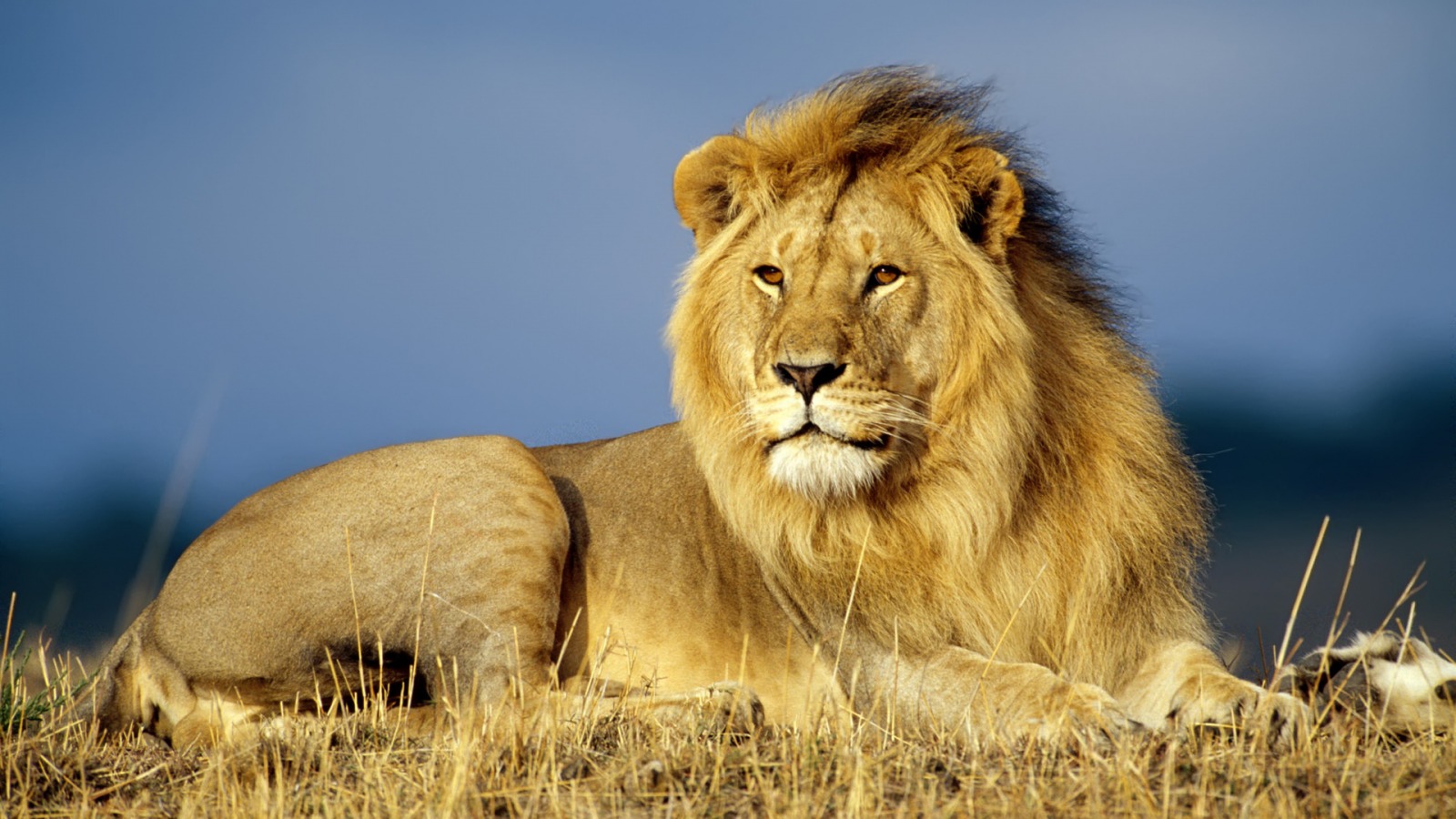 leon animal