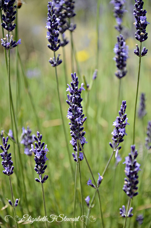 Just following Jesus in my real life... A visit to Sauvie Island