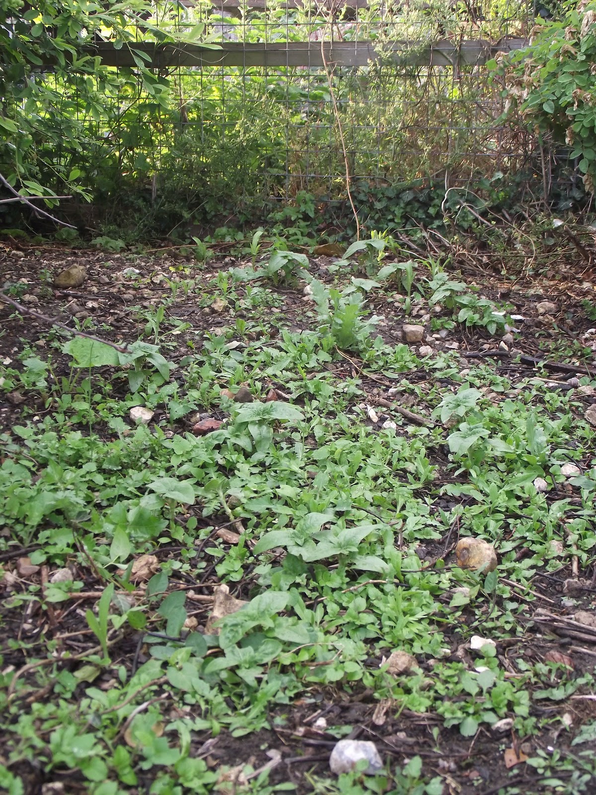 Meadowmat Bringing Back Our Wild Flowers Wild Flower Seeds Vs