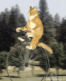 Matris Fork Cartridges / DONE Cat+on+bike