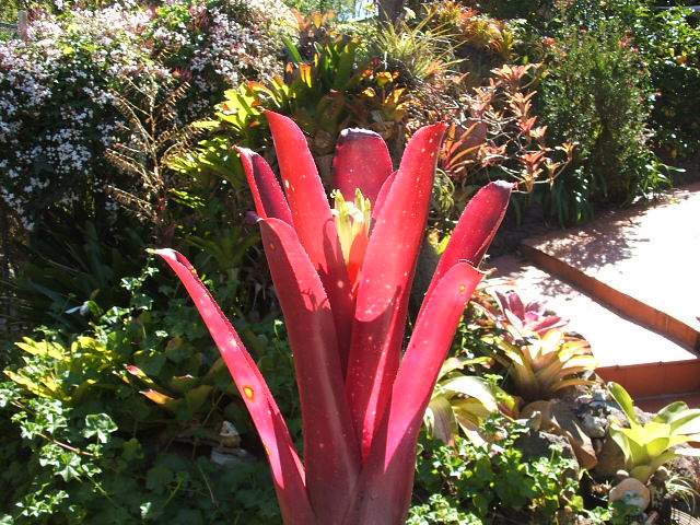 Billbergia red storm