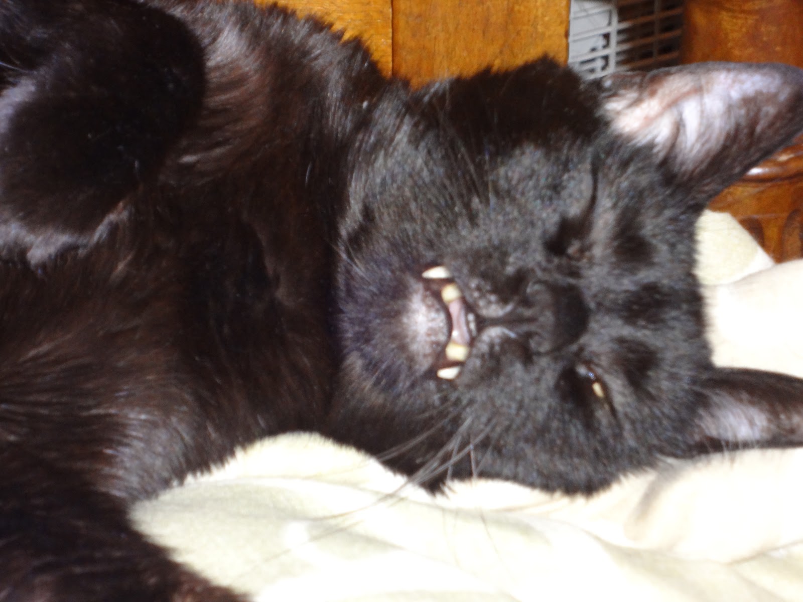 Mutant Cat