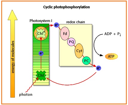 reaksi terang fotosintesis