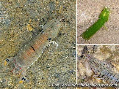 Mantis Shrimps (Order Stomatopoda)