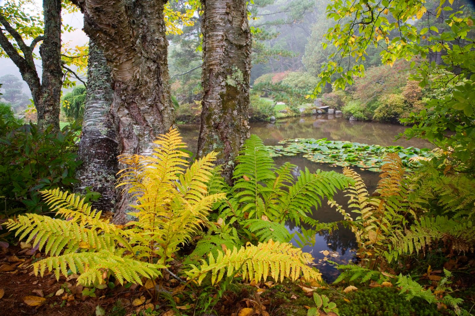 Cool forest wallpapers part 5