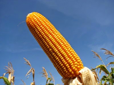 Dia Nacional do Visconde de Sabugosa (Ou : Bem Sabemos no Cu de Quem o Sabugo Vai Entrar)