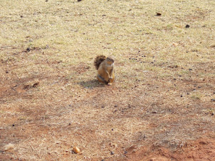 Common Ground squirrel