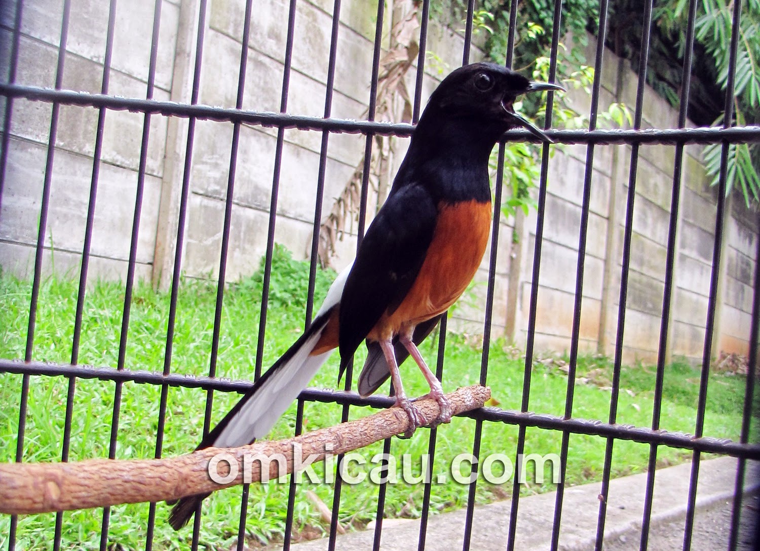 Memilih burung murai batu Kicau Burung Mania