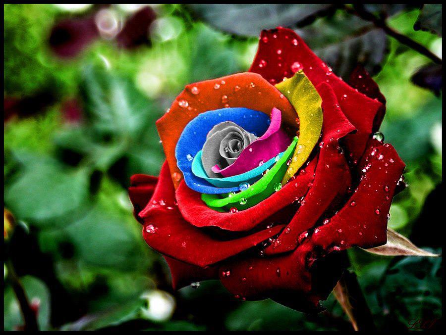 Colorful Rose Beautiful Snaps