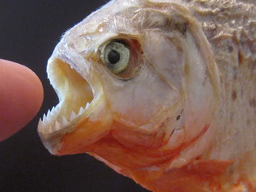 Piranha Gigit 15 Perenang Hingga Putus Jari Kaki Piranha Gigit 15 Perenang Hingga Putus Jari Kaki