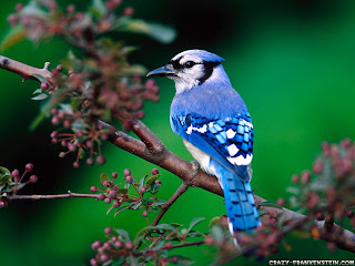 Blue birds hd photos