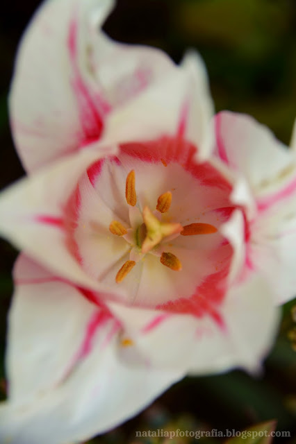 DSC_9859.JPG