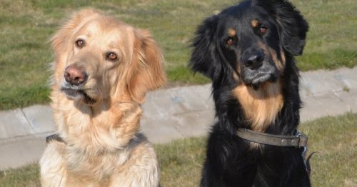 Hunde 1x1 in Datteln, Kreis Recklinghausen Hunde 1x1 für den Hovawart