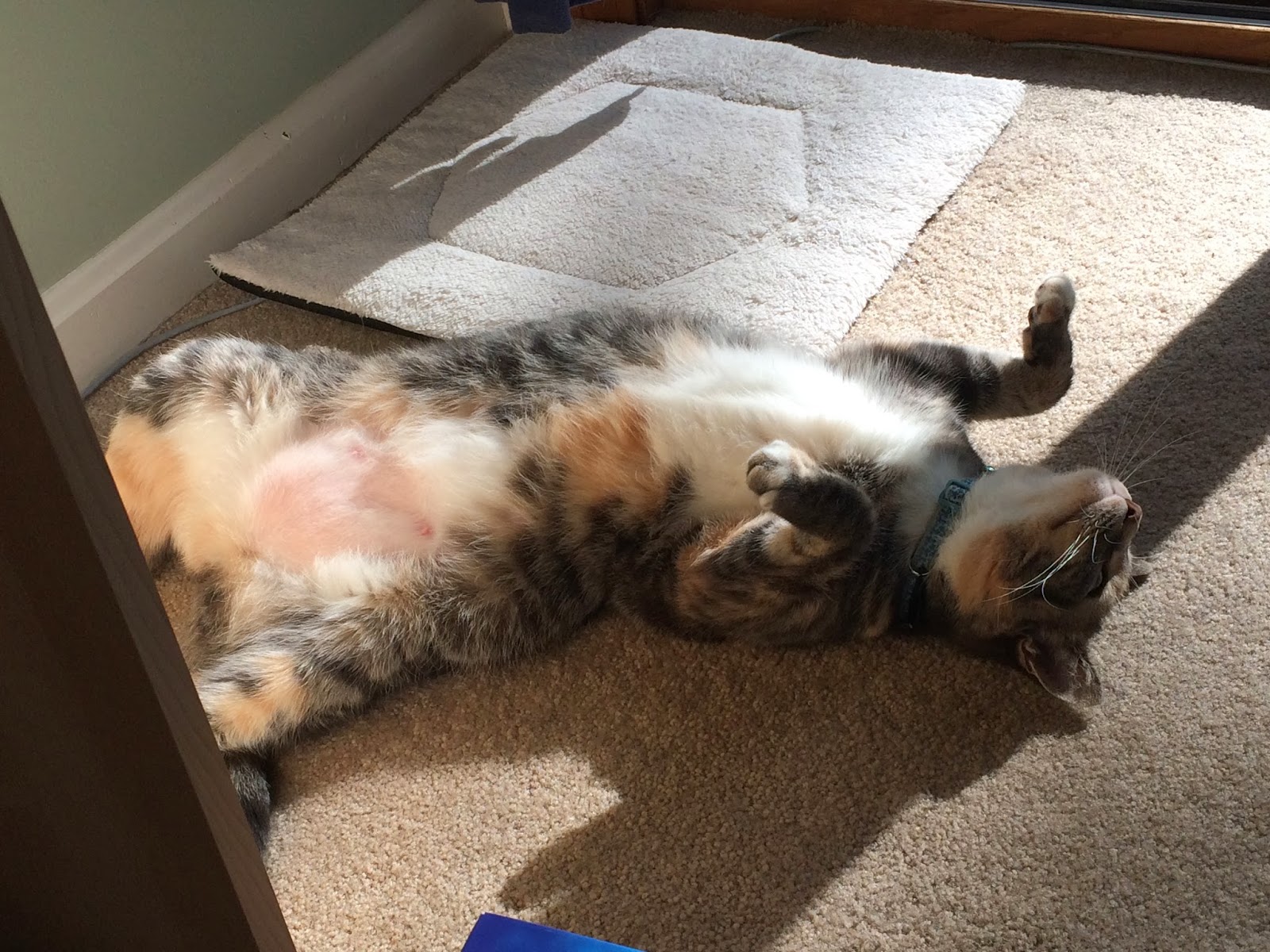 Nanner Cooking Club Pasta A La Caprice Cook until cheese has melted and ingredients are mixed well. nanner cooking club pasta a la caprice