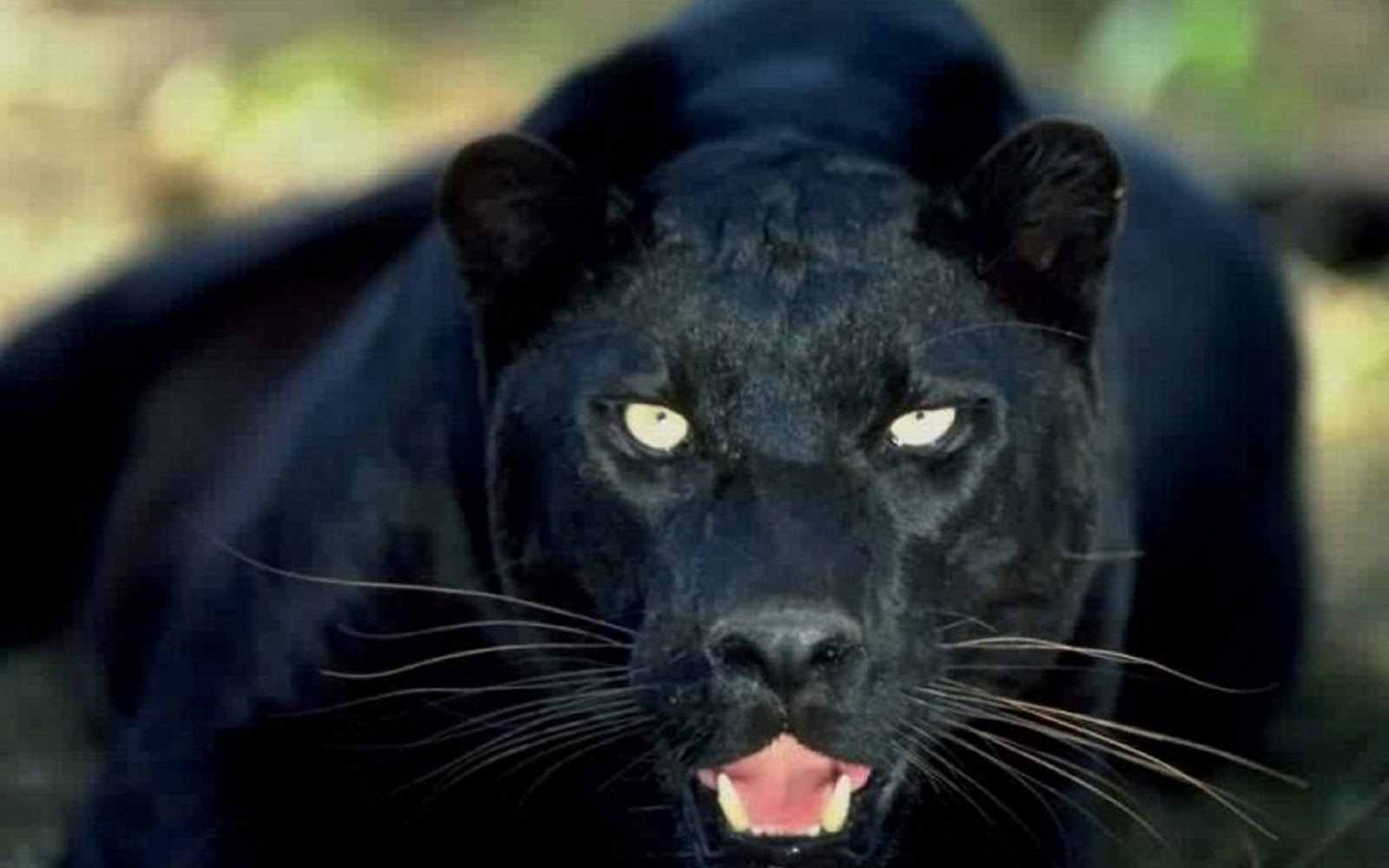 Wallpaper Black Panther Animal - Wallpaperist