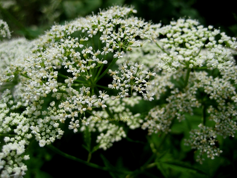 When Bush And Cheney Doubled Down On Fossil Fuels A Fateful