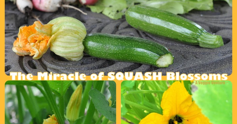 The Miracle of Squash Blossoms A Veggie Venture The Miracle of