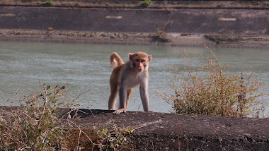 Monkey on the Gangas