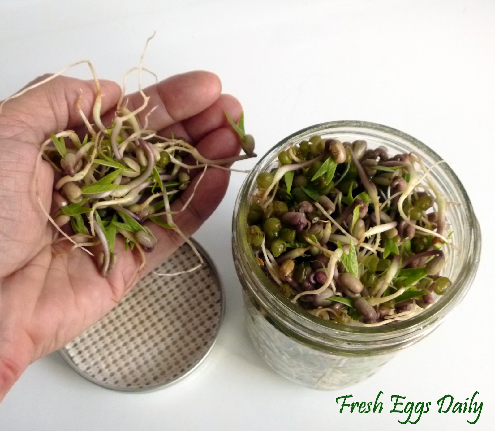 Growing Sprouting Seeds for your Chickens Fresh Eggs Daily®