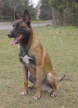 Gambar Foto Anjing Anjing Belgian Malinois