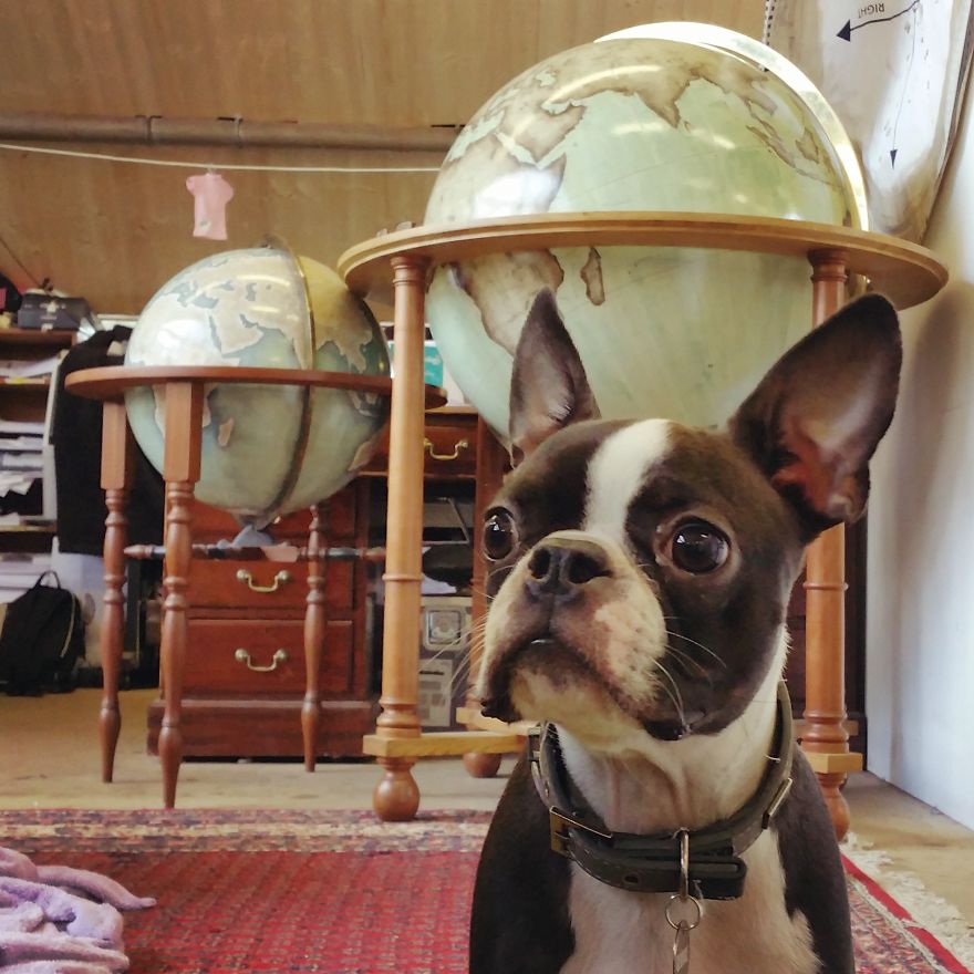 Our office dog George and some finished globe behind him - One Of The World’s Last Remaining Globe-Makers That Use The Ancient Art Of Making Globes By Hand Our office dog George and some finished globe behind him - One Of The World’s Last Remaining Globe-Makers That Use The Ancient Art Of Making Globes By Hand